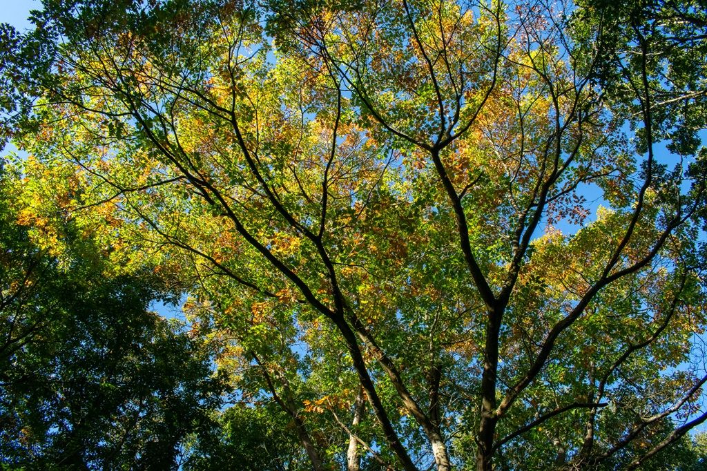 Savernake